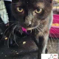 Thumbnail photo of Anikan #2