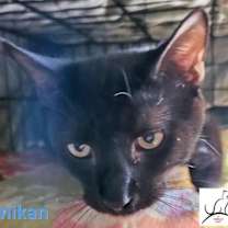 Thumbnail photo of Anikan #3