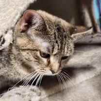 Thumbnail photo of Chowder #2