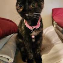 Thumbnail photo of Cupcake #1