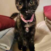 Thumbnail photo of Cupcake #3