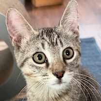 Thumbnail photo of Maverick  #1