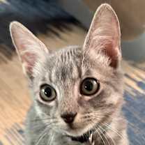 Thumbnail photo of Miles  #1