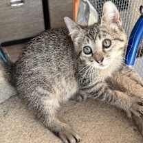 Thumbnail photo of Maverick  #2