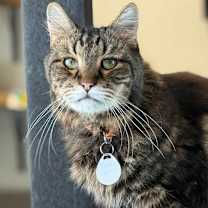 Thumbnail photo of Noble #1