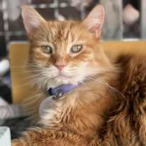 Thumbnail photo of Mrs. Tangerine #1