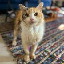 Thumbnail photo of Sweetie #4