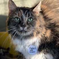 Thumbnail photo of Sybil #1