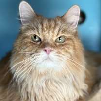 Thumbnail photo of King Kong #1