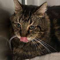 Thumbnail photo of Noble #2