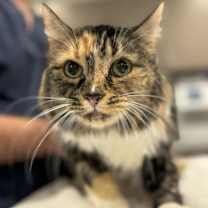 Thumbnail photo of Sybil #2