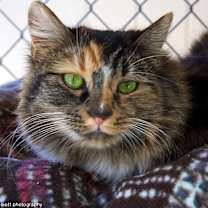 Thumbnail photo of Sybil #3