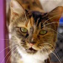 Thumbnail photo of Sybil #4