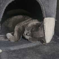 Thumbnail photo of Charcoal #2