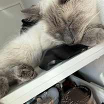 Thumbnail photo of Choso #2