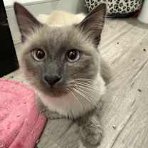 Thumbnail photo of Choso #4