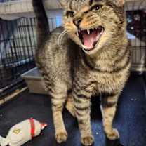 Thumbnail photo of Booberry #2