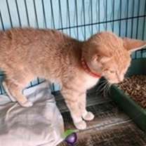 Thumbnail photo of Butterball #3