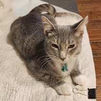 Thumbnail photo of Joyous #2