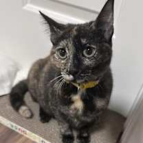 Thumbnail photo of Sienna #3