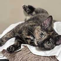 Thumbnail photo of Sienna #4