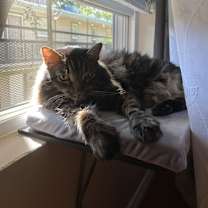 Thumbnail photo of Thor #3