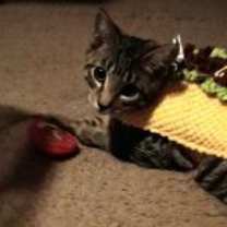 Thumbnail photo of Hoagie #1