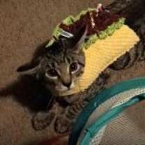 Thumbnail photo of Hoagie #2