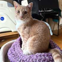 Thumbnail photo of Macavity  #1