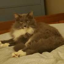 Thumbnail photo of COBWEB #1