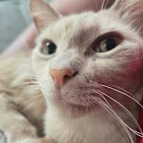 Thumbnail photo of Banana Split #1