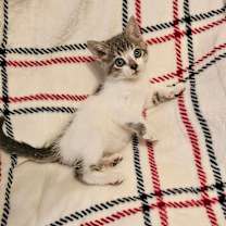 Thumbnail photo of Bang #3