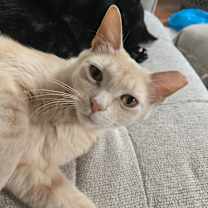 Thumbnail photo of Banana Split #2