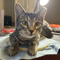 Thumbnail photo of Fox #3