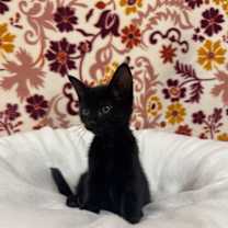 Thumbnail photo of Caddie #3