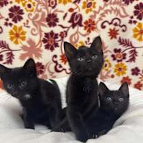 Thumbnail photo of Caddie #4