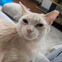 Thumbnail photo of Banana Split #3