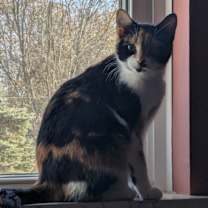 Thumbnail photo of Paprika #1