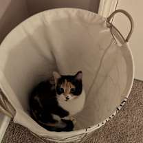 Thumbnail photo of Paprika #2