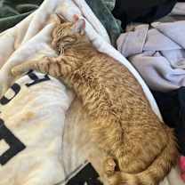 Thumbnail photo of Lily #2