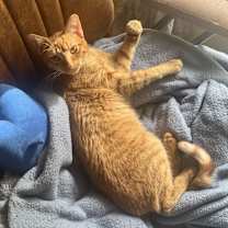 Thumbnail photo of Lily #3