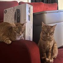 Thumbnail photo of Lily #4