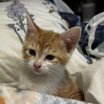 Thumbnail photo of Cheese #1