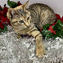 Thumbnail photo of Eight #4