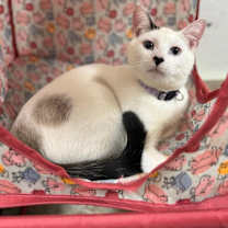 Thumbnail photo of Poppy #1