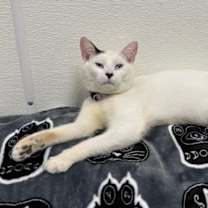 Thumbnail photo of Poppy #2