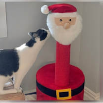 Thumbnail photo of Batman #2