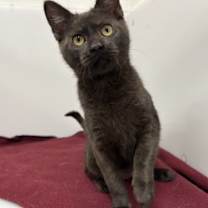 Thumbnail photo of Bingo #1