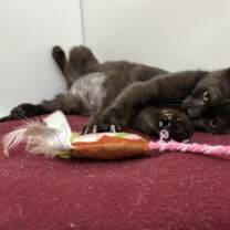 Thumbnail photo of Bingo #2