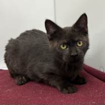 Thumbnail photo of Bingo #3